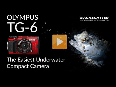Olympus TG-6 | The Easiest Compact Camera for Underwater Photography hqdefault