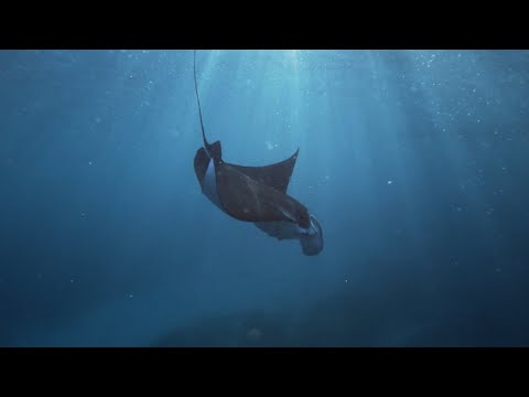 Underwater Tones | A Cinematic With Sony A7III hqdefault