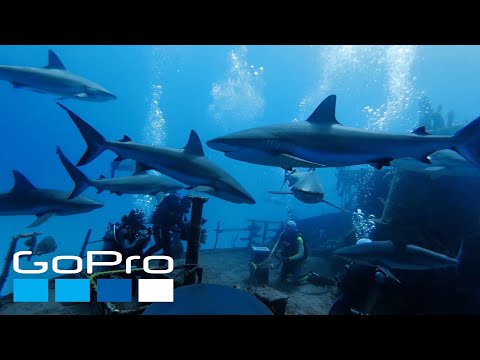 GoPro: Top 10 Underwater Moments hqdefault