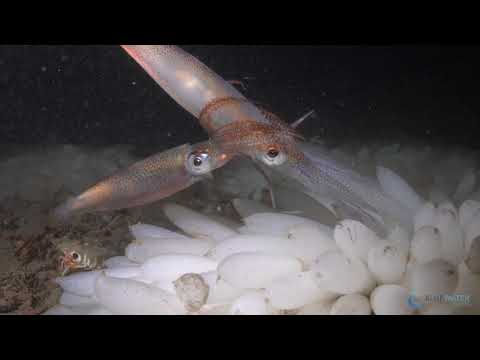 Sony A7R III 4K Underwater Video with Mating Squid hqdefault